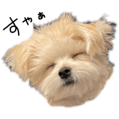 Pomeranian and Maltese named Kinaco