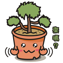 Little cypress bonsai
