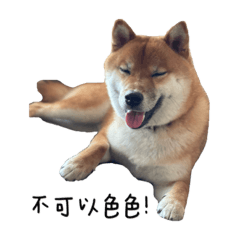 我是柴柴勾登！ Shiba Golden ！