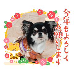 Black Chihuahua Sticker Daily and event