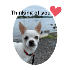 Chihuahua - Moca everyday life stamp