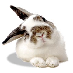 Lovely Rabbit Diary