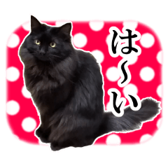 Fluffy black cat2