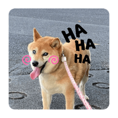 kong_20211224152111