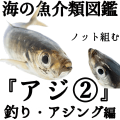 水生生物集『真鯵 マアジ』アジング,釣り編
