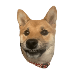 fu_20211224181904 – LINE stickers | LINE STORE