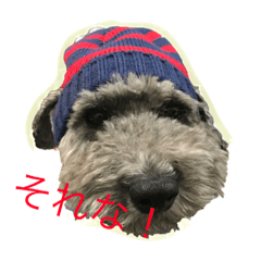 toypoodle GRIS