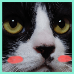 My cat wants to talk