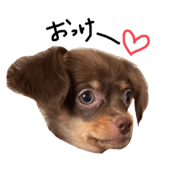 cawaii dogchan