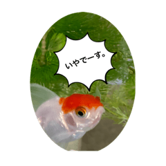 Goldfish_20211225103105