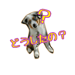 my house dog's 1