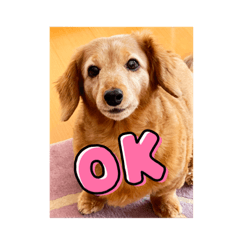 emily_20211225172923