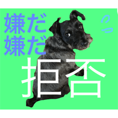 Coco DX