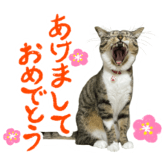 猫のベル&すず 【お正月スタンプ2022】