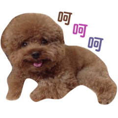 傲嬌犬MINI