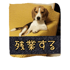 beagle kotarou2