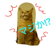 catsrabbit