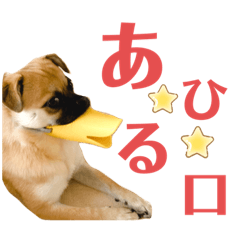 Qoo sticker 5
