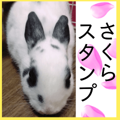 rabbit sakura
