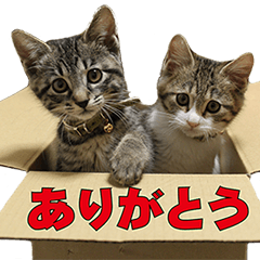 reo&Quu CAT Sticker