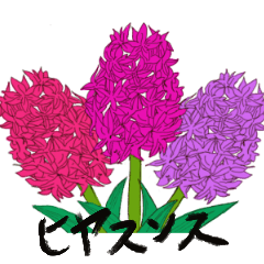 Hyacinth (hiyasunsu)