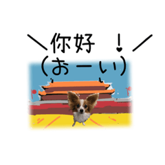 Hello and hey doggie.(papillon)Japanese2