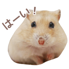 Jungarian hamster Chibi