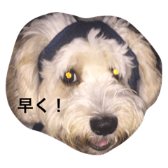 Futakun.mydog