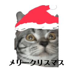 Cat Part 2 love