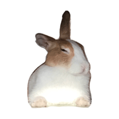 Shi-Bo-