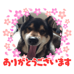 shiba_20211228091123