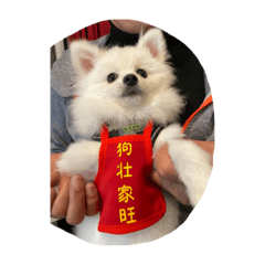 酥皮日常-我是隻博美