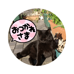 ANN_cat
