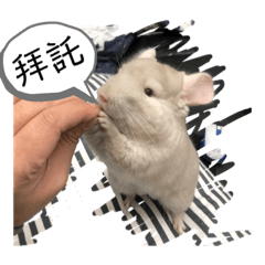 最可愛的q