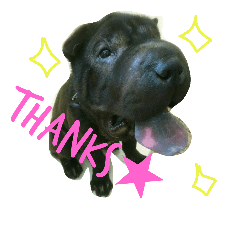 Shar Pei(U-RON)