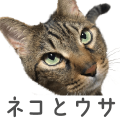 relax cat and rabbit