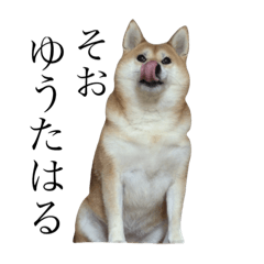 京柴犬-其の一