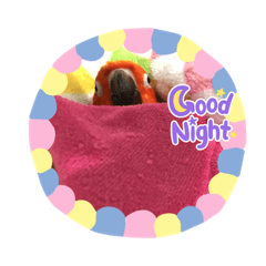 金太陽專屬_我是太陽大家好。