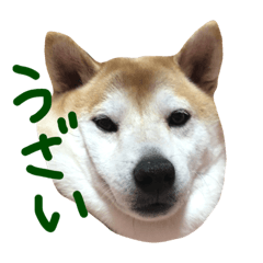 shibainuren