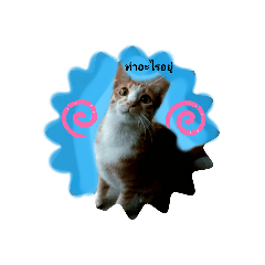 Roger cat