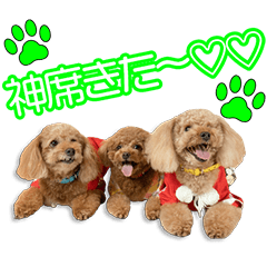 Nagao's dogs2