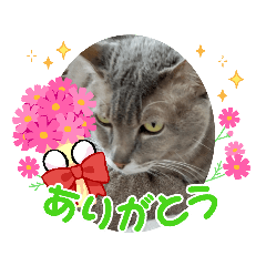 catfamily_20211228191313