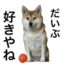 Shiba Inu keeping the ball