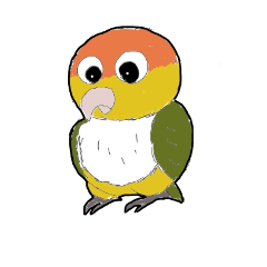 Green-thighed parrot matukun