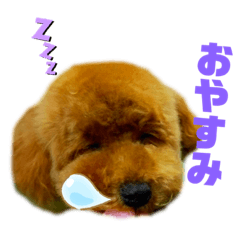 トイプードルつむのスタンプ