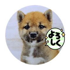 shiho_20211229113526