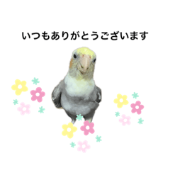 オカメインコのピケちゃん仕事編