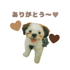 dogkawaiichan