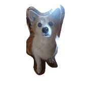 nyankonoyounawanko 2