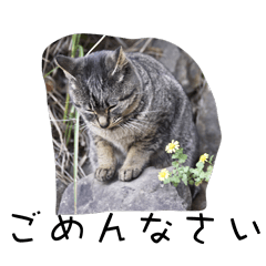 Cats in Japan